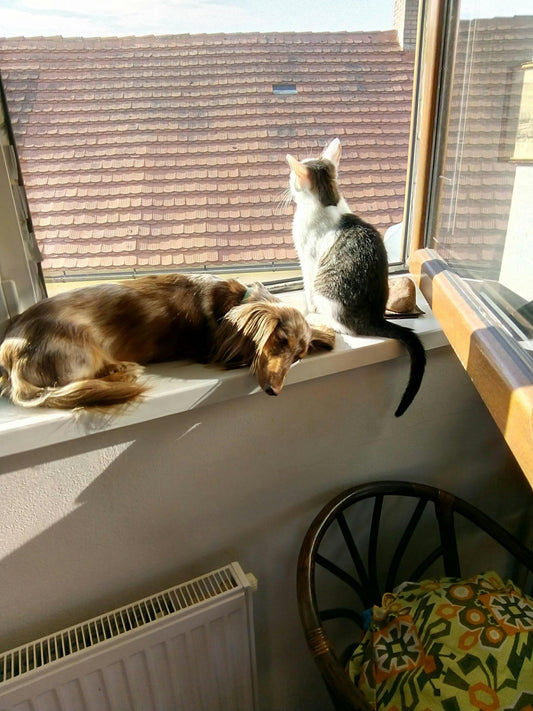 🐕🐈 SAVIEZ-VOUS ? Les chiens et les chats peuvent être droitiers… ou gauchers !