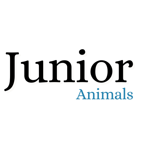 Junior Animals