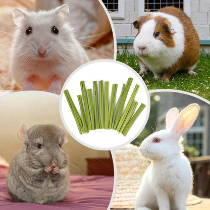 Tiges de papaye naturelles à mâcher – Friandises dentaires pour rongeurs